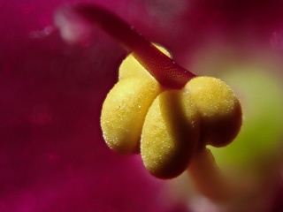 P4051525a